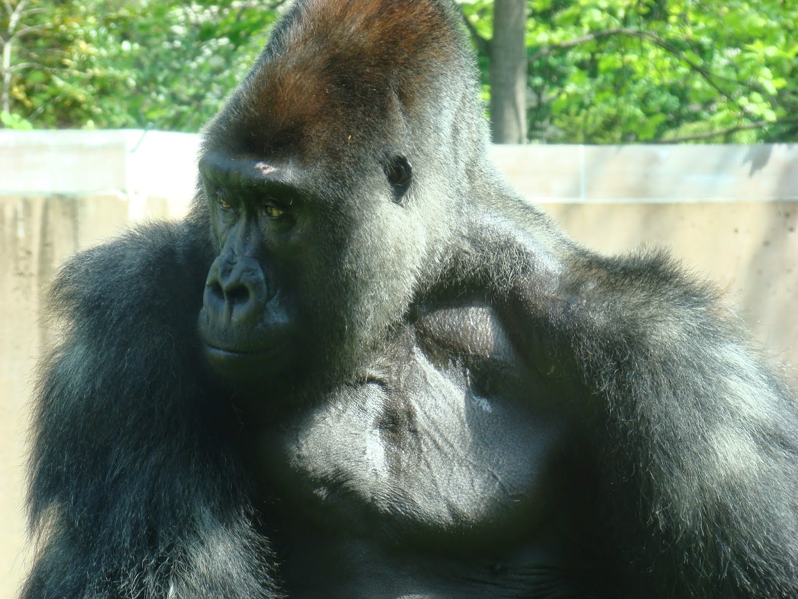 Motuba Inspiring Photography: Motuba-The Majestic Ape