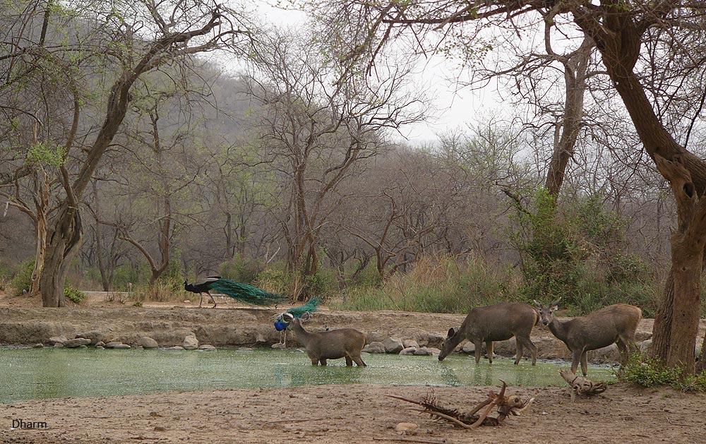 Ranthambhore Tale's..