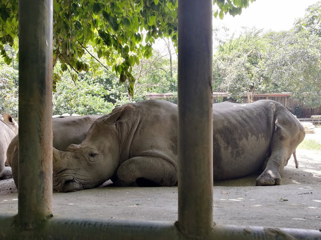 mbb zoo taiping night safari perak malaysia animals