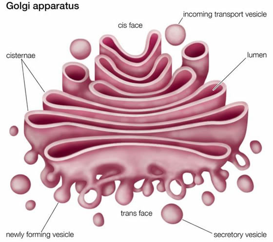 Golgi complex