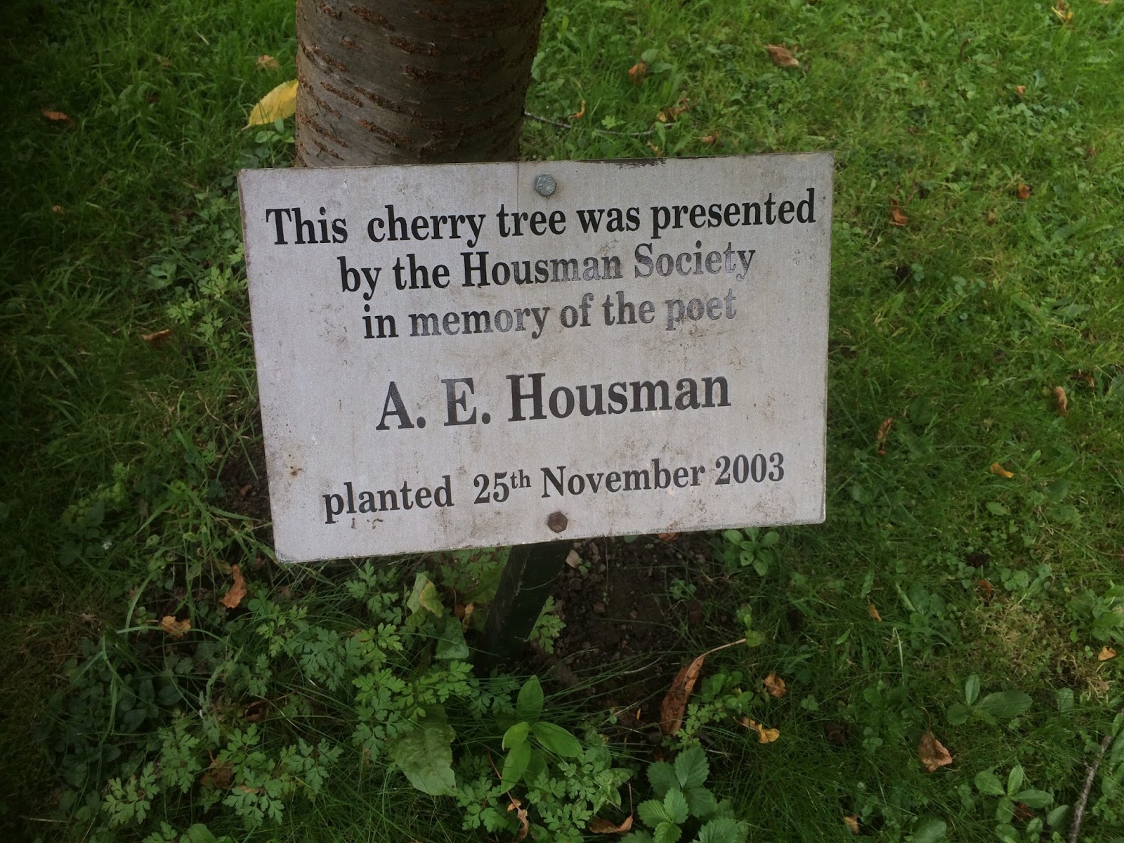 ð Loveliest of trees the cherry now. A. E. Housman. 2019-01-16