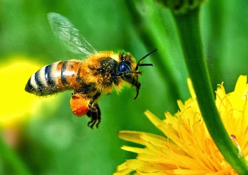 Honey Bee - Insects World