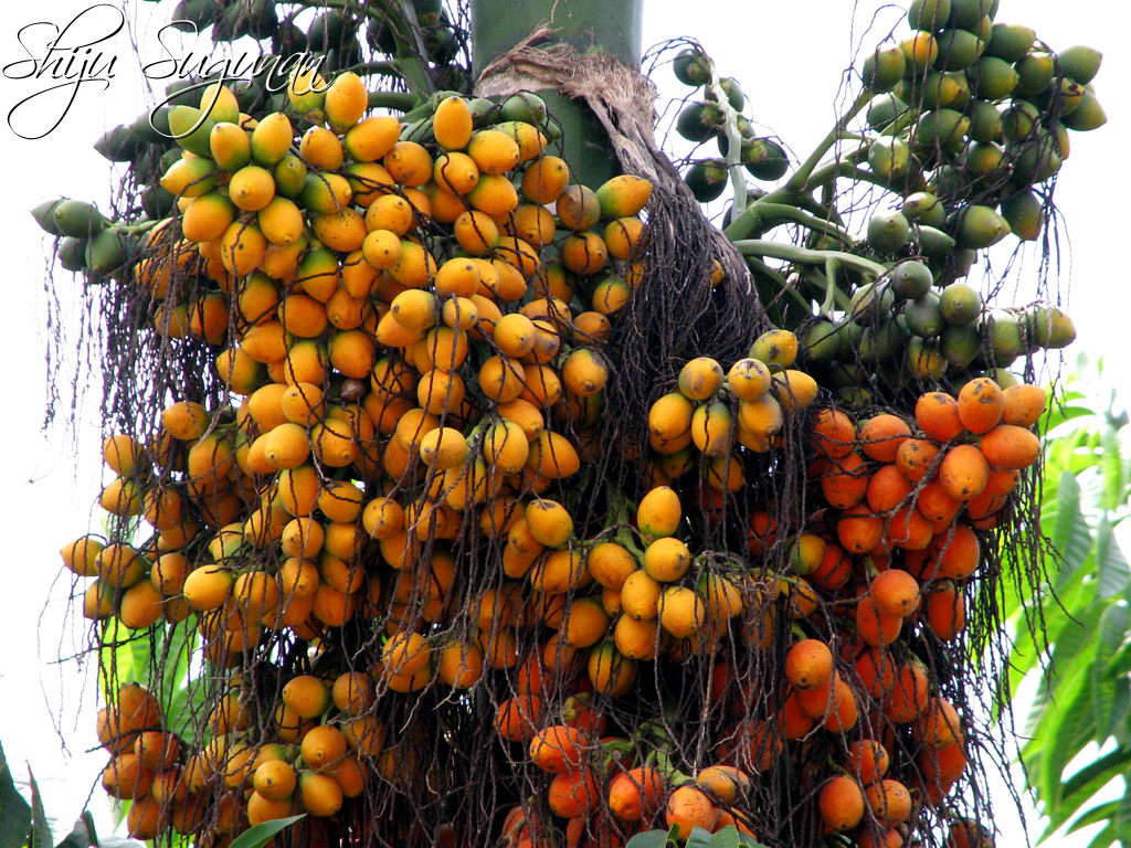 Fruit Warehouse Betel Nut ( Areca catechu )