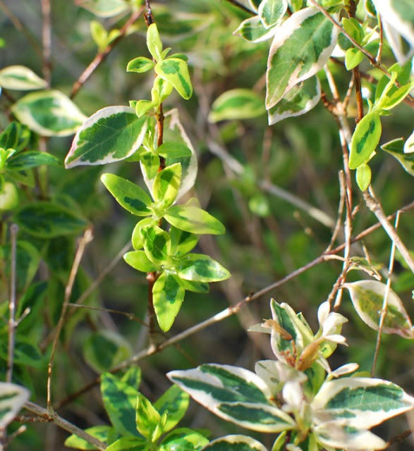 A-Cardiff-Garden-In-December-picture-of-new-shoots-on-the-abelia