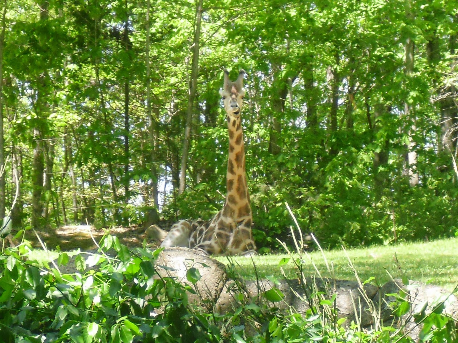 Love 2 Travel With Kids North Carolina Zoo in Asheboro NC See