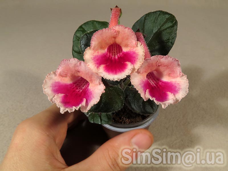Simingeria Rares Beauty will save the world!!!: Sinningia