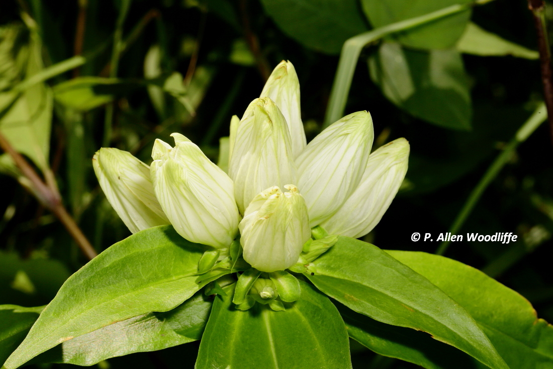 Nature Nuggets One of the rarest plants in Canada