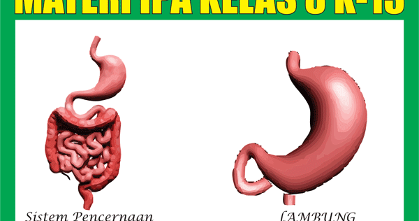 Materi Pelajaran Ipa Kelas 8 Kurikulum 2013 Semester 1 2