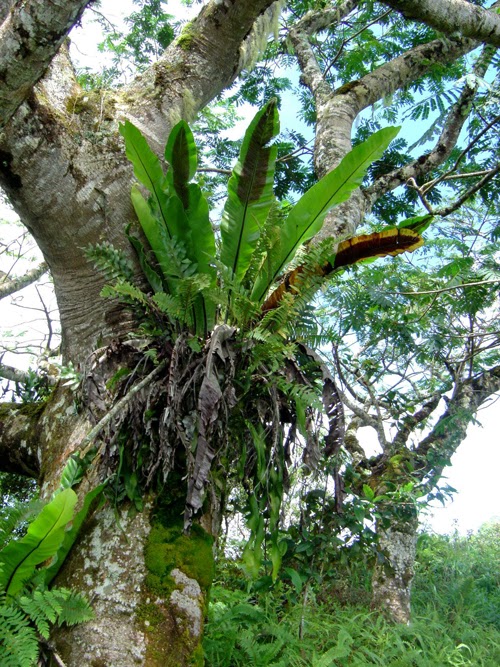 PlantWerkz Bird's Nest Fern Asplenium Nidus