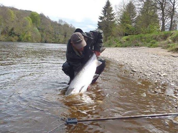 Desaparece el salmon en rios de Escocia , culpan al calentamiento global. Desaparece el salmon en rios de Escocia , culpan al calentamiento global.