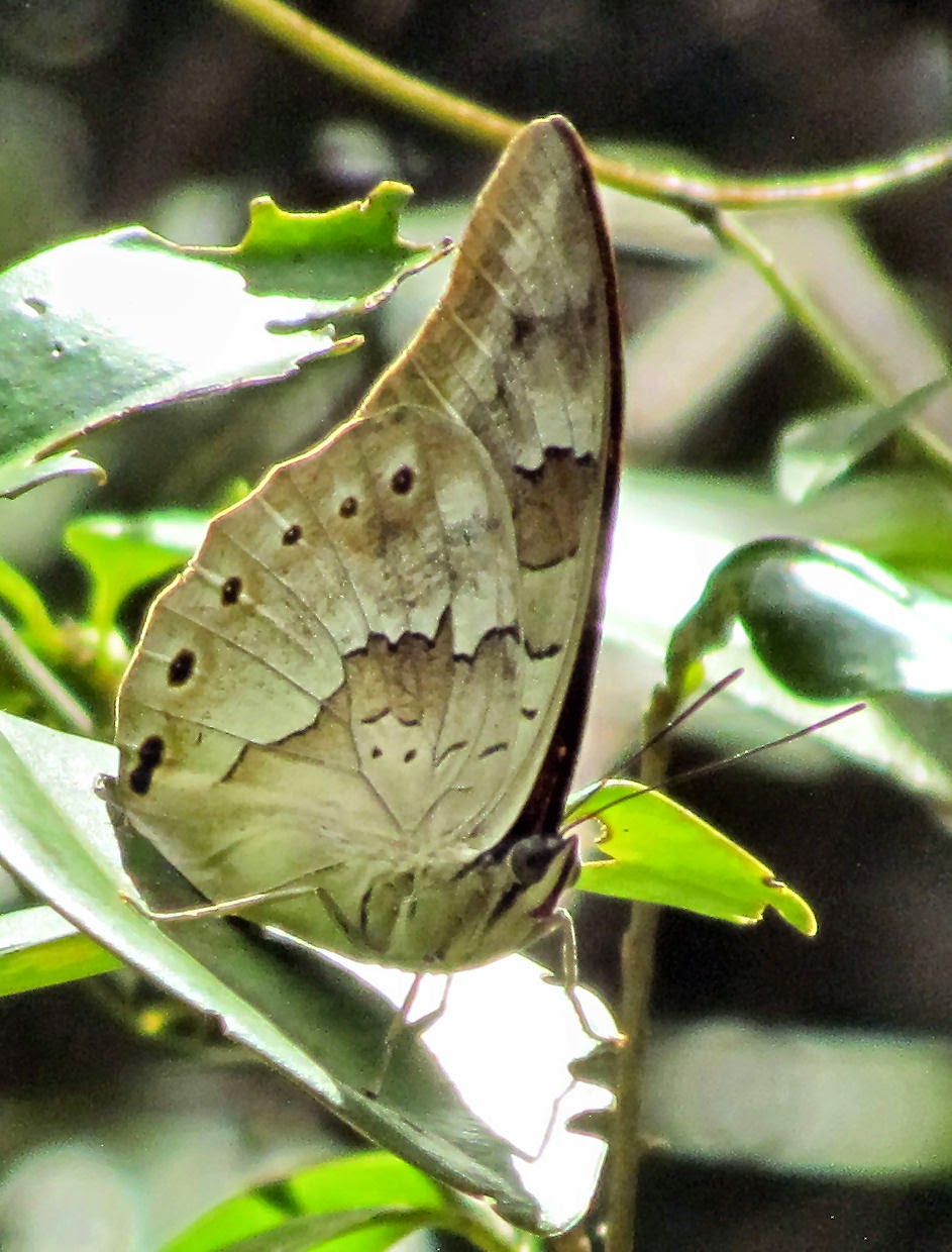 Foto Blog Puerto Rico Fauna de Puerto Rico