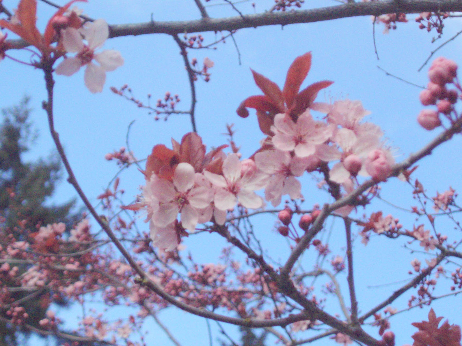 Fabric Paper Thread Cherry Blossoms