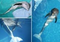 Dolphin Tale based on a true story!