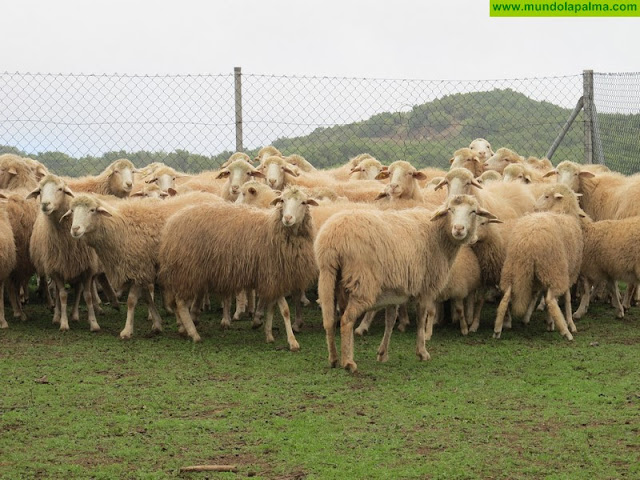 El Gobierno de Canarias oferta 50 cursos formativos para jóvenes agricultores y ganaderos para 2019