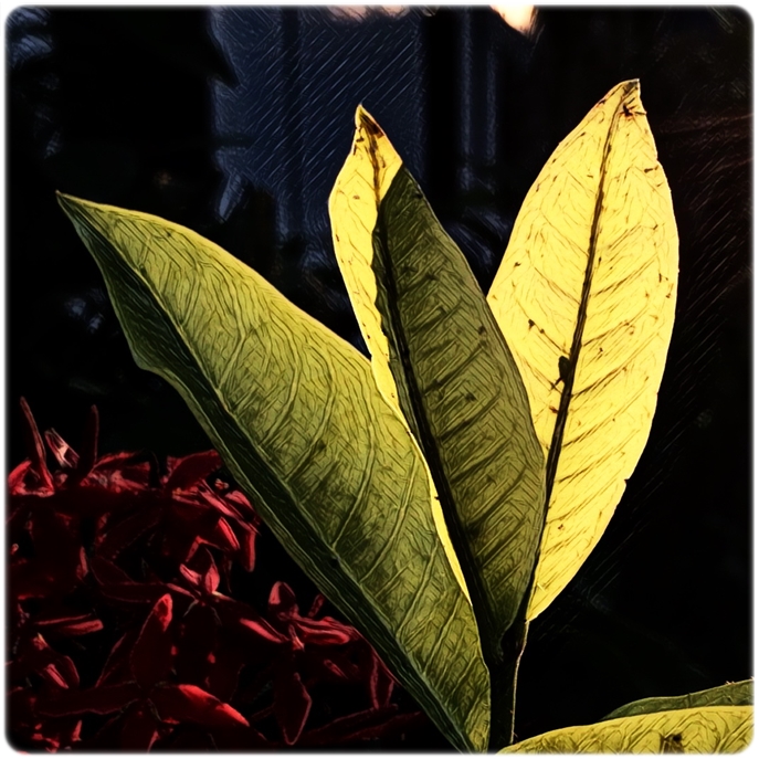 My Image 30