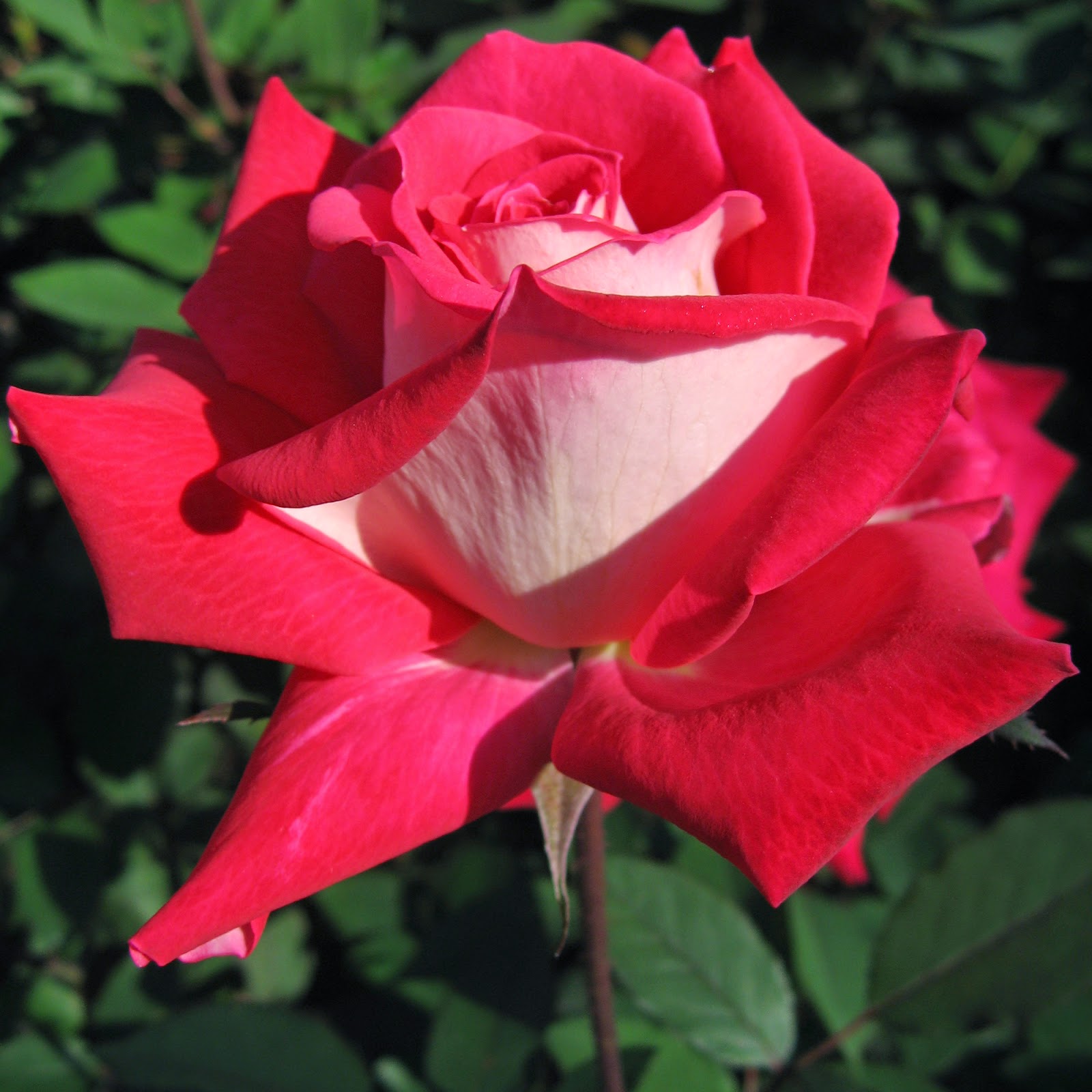 Sintético 101+ Foto Que Necesitan Las Rosas Para Vivir Mirada Tensa