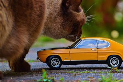 alt="gato junto a un coche "