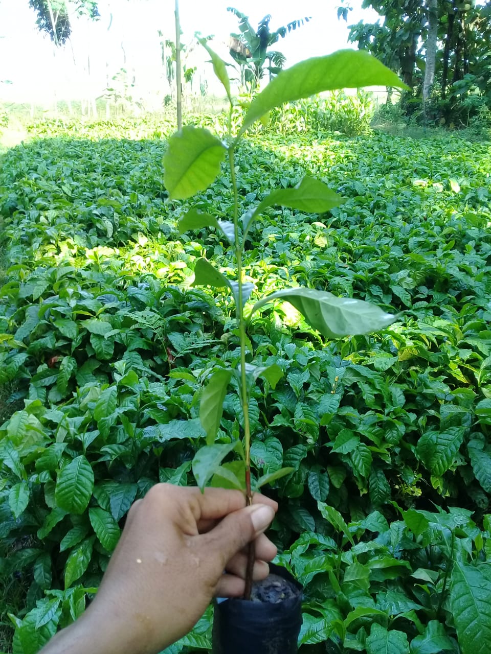 Jual Bibit Bunga Lawang Harga Kita