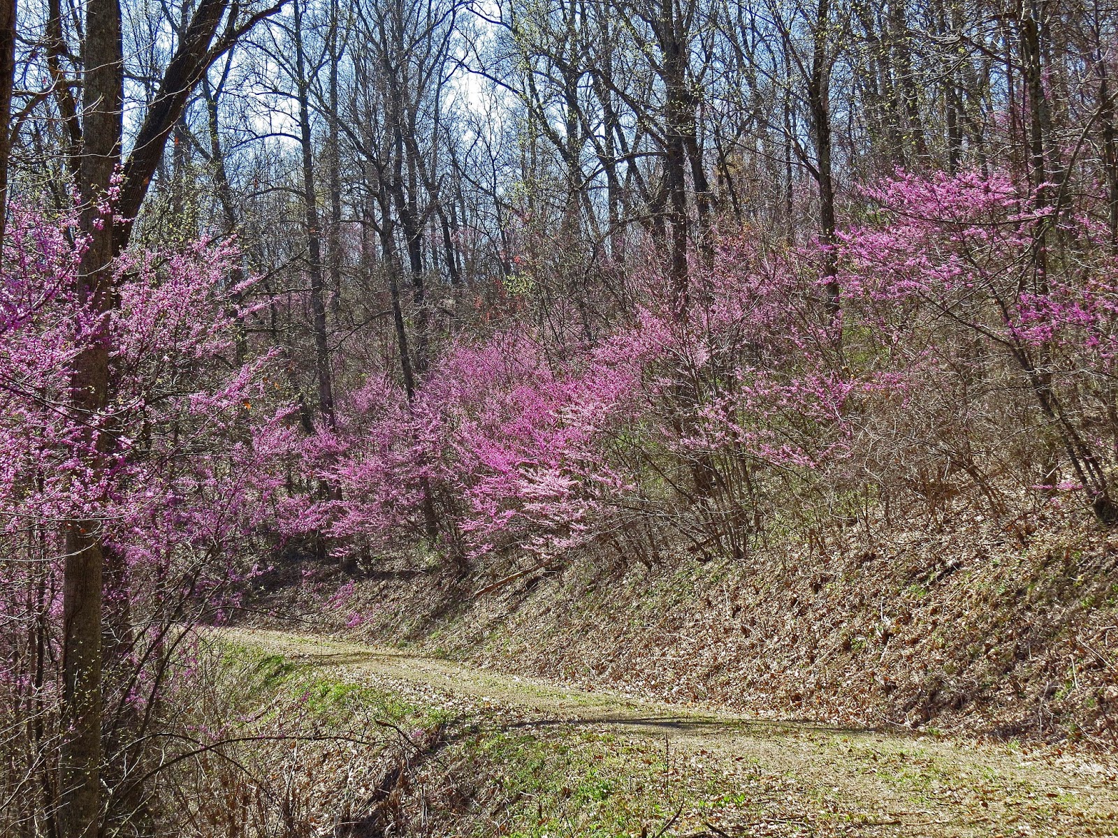 Around the Bend Spring in Shawnee State Forest