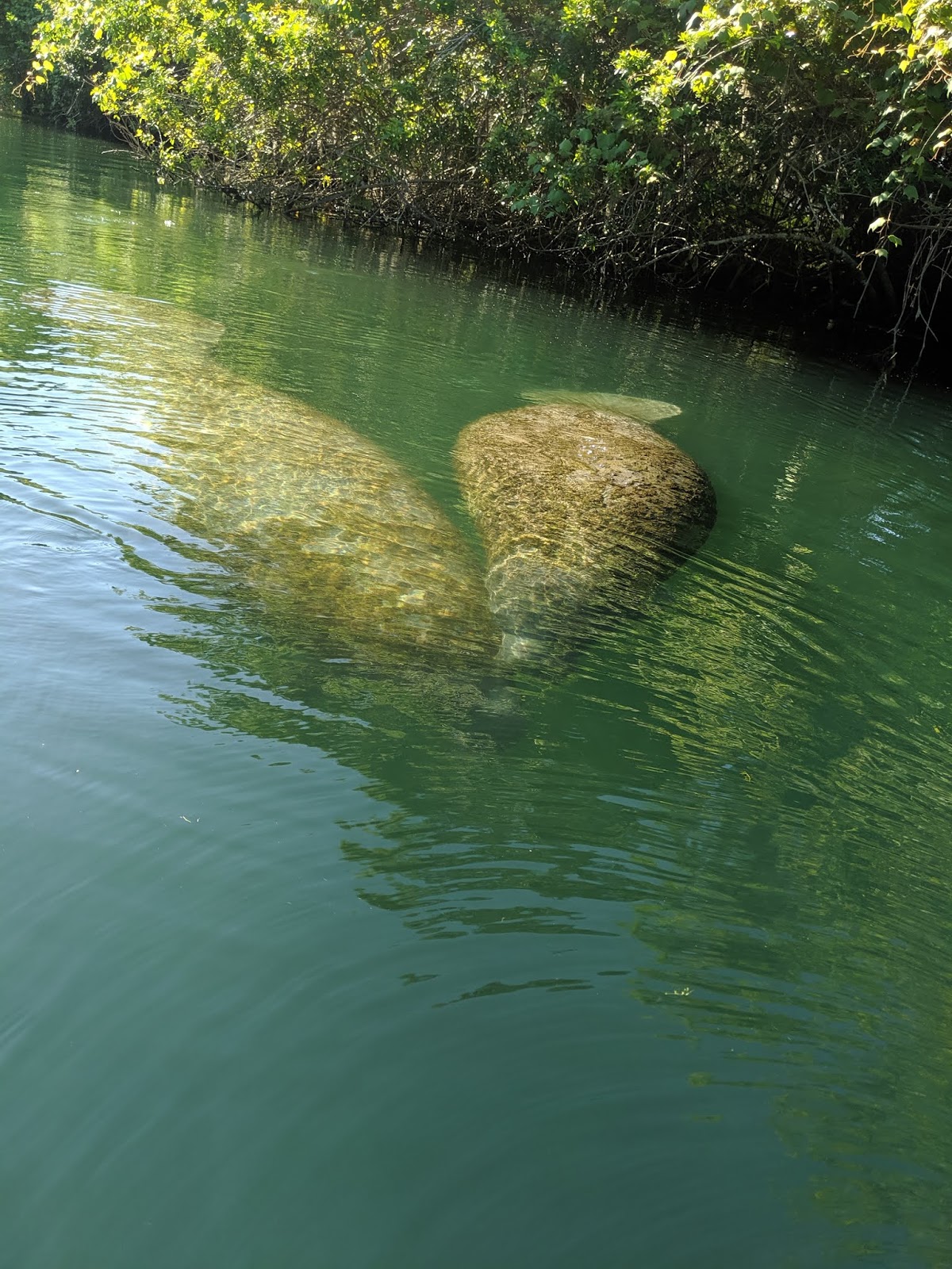 Making Restorations: Manatee Kayaking in Crystal River Florida