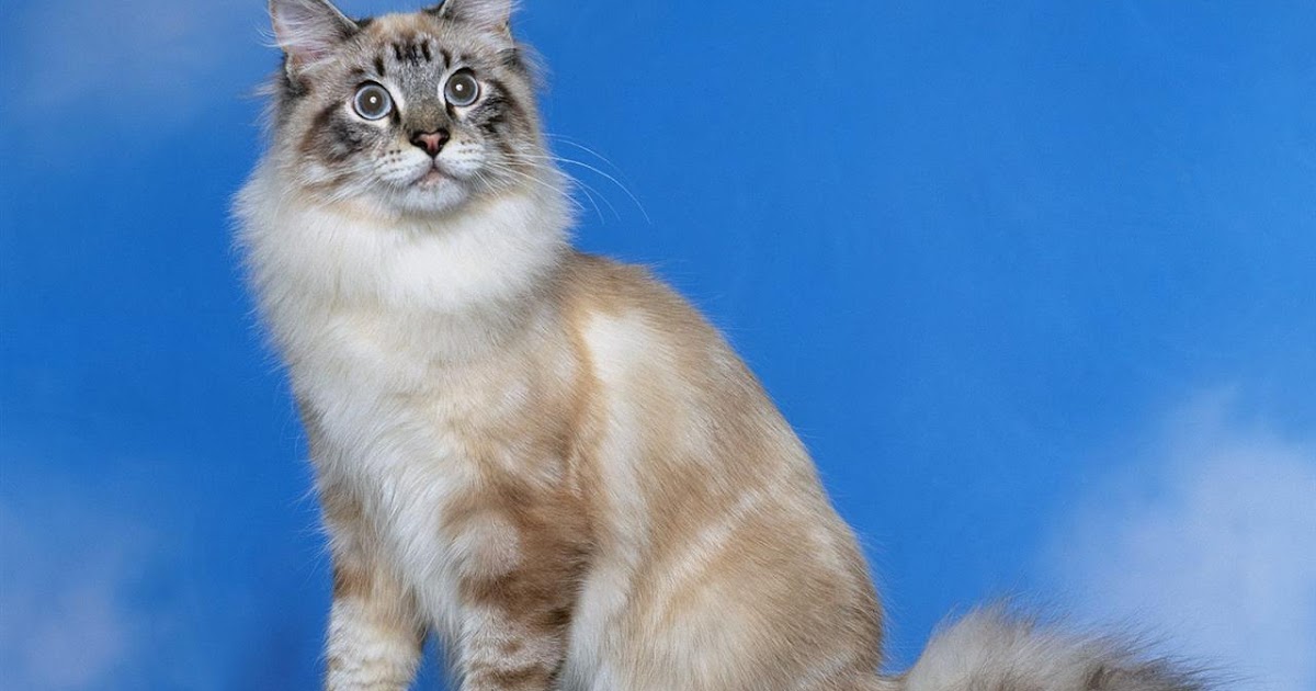 Perawatan Kucing Gambar kucing lucu sedang berpose Perawatan Kucing Gambar kucing lucu sedang berpose