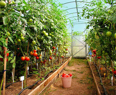 как вырастить томаты, большой урожай помидор, помидоры, томаты, томаты в теплице, помидоры в теплице