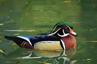 Amazing Facts About Duck in Hindi