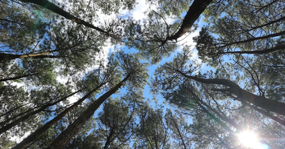 Bagaimana Cara Menjaga Kelestarian Hutan Agar Fungsi Utama Sebagai Paru