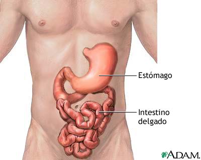 que causan las bacterias en el estomago que causan las bacterias en el estomago