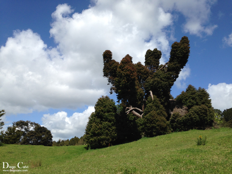 Nueva Zelanda en Campervan - Vuelta al mundo - Blogs de Nueva Zelanda - Coromandel y el lejano Norte (4)