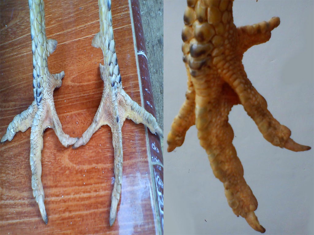 Misteri Sisik Kaki Buaya Ayam Bangkok Aduan Ayam Juara