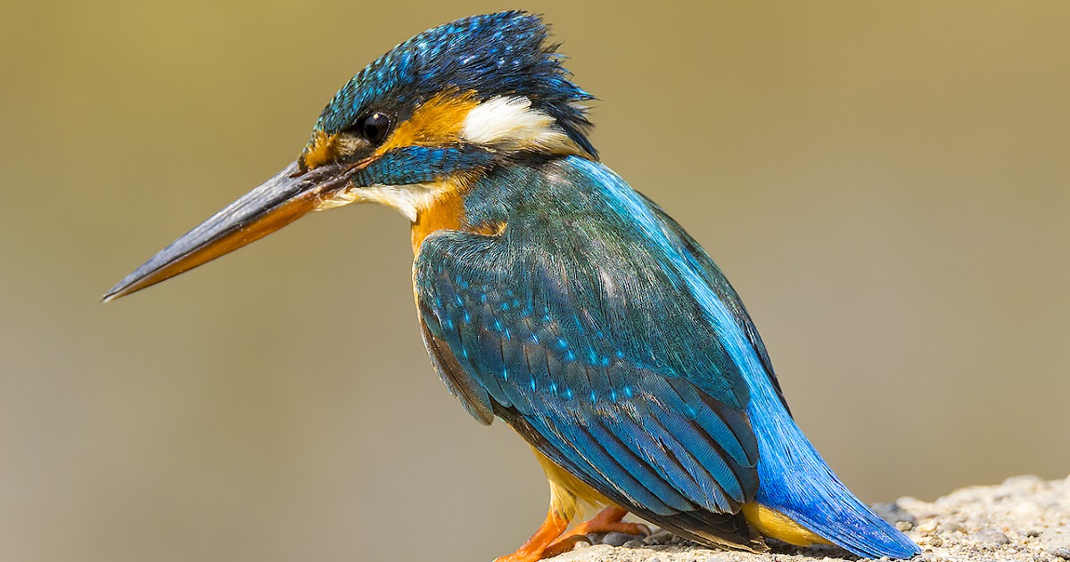 Common kingfisher picture