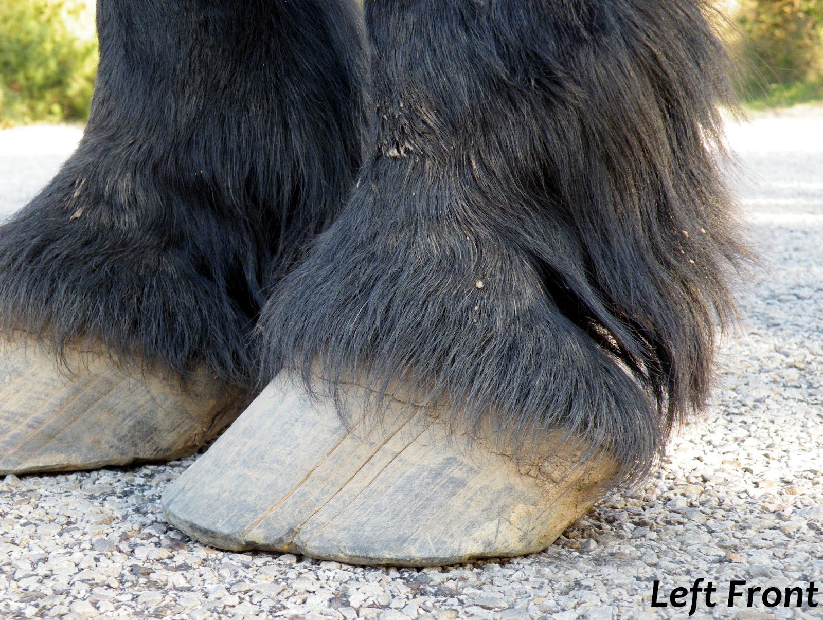 Equestrian Journey: Faran's Hooves After Trimming