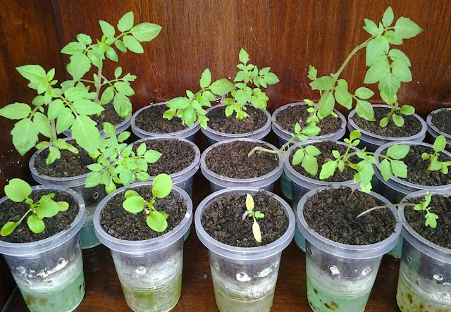 Cara Merawat Tanaman Hidroponik dari Pembibitan Hingga Berbuah Lebat Seperti ini Cara Merawat Tanaman Hidroponik dari Pembibitan Hingga Berbuah Lebat Seperti ini