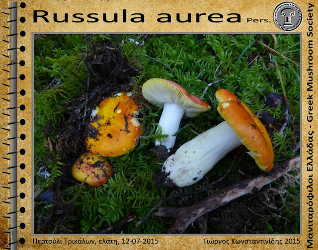 Russula aurea Pers.