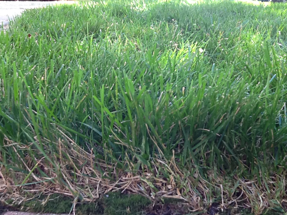 Lawn*Doctor Lawn Care Insights Proper mowing height for the lawn