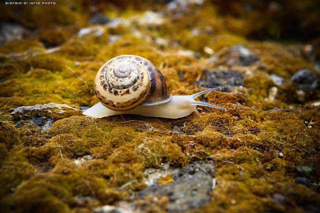 lumaca, snail, natura, macro, Canon EOS 450D, foto Ischia, nature, chiocciola, 