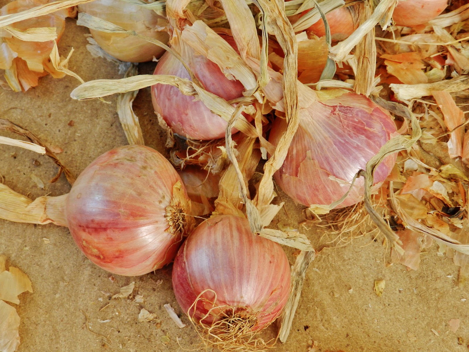 looking-for-johnny-onions-f-te-de-l-oignon-roscoff-18-19-august-2012