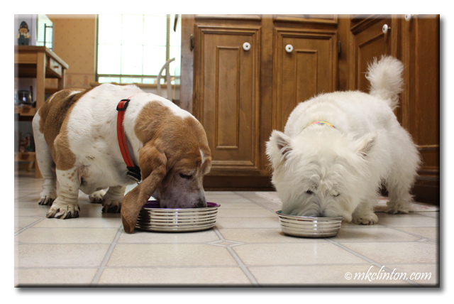 Basset hound and Westie eating fromLe Bol Bowls by Loving Pets