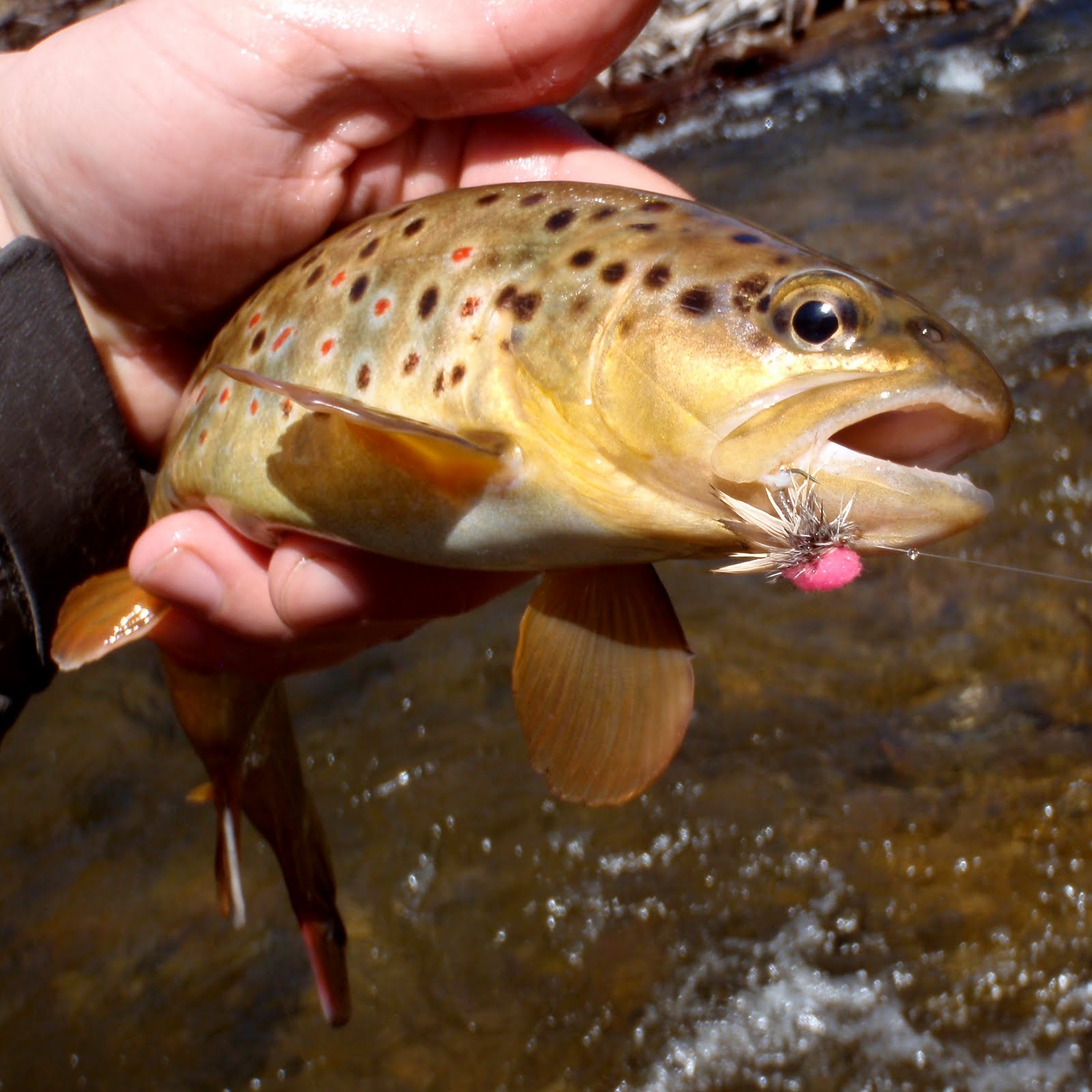 Colorado Fly Fishing Reports Boulder Creek Directory