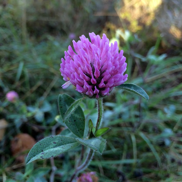 Clover, Red clover, Artist, Gardener, Lisa Estabrook, Artist Interview, My Giant Strawberry