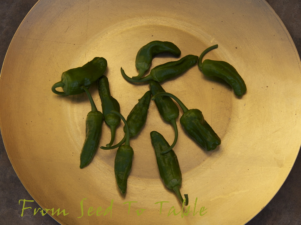 From Seed To Table The First Pimento de Padron Peppers!