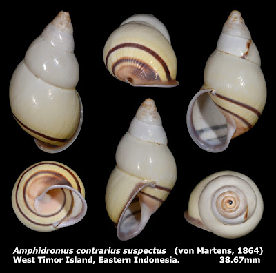 Amphidromus contrarius suspectus 38.67mm