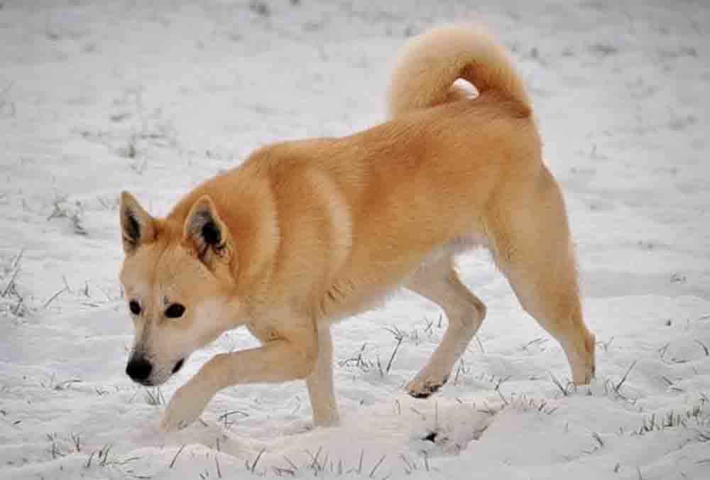 The dog in world: Canaan Dog