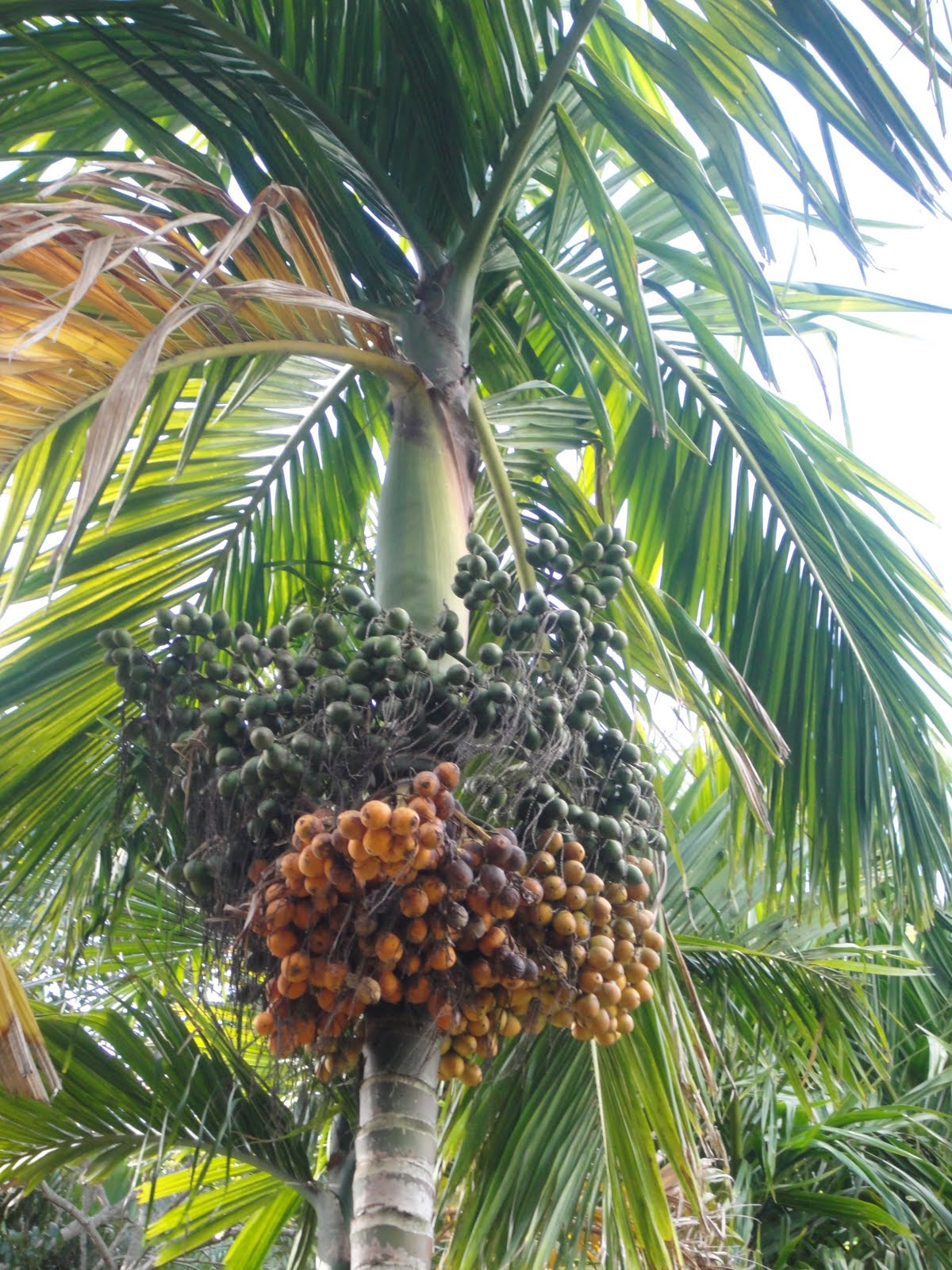 Areca (Betel Nut) Palm Tree Betel nut, Plant care, Areca
