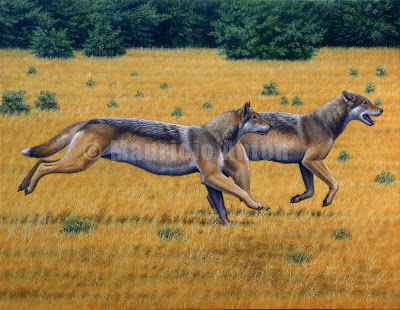 fossil canidae Aelurodon