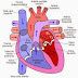 Alat-Alat Peredaran Darah (Jantung dan Pembuluh Darah)