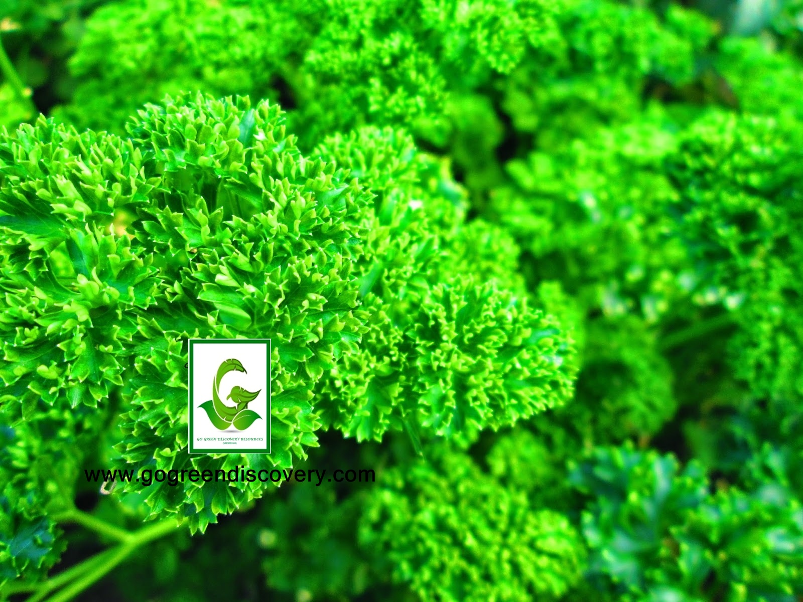 Seeds For Sale Online Herbal seeds / plants / cuttings for sale