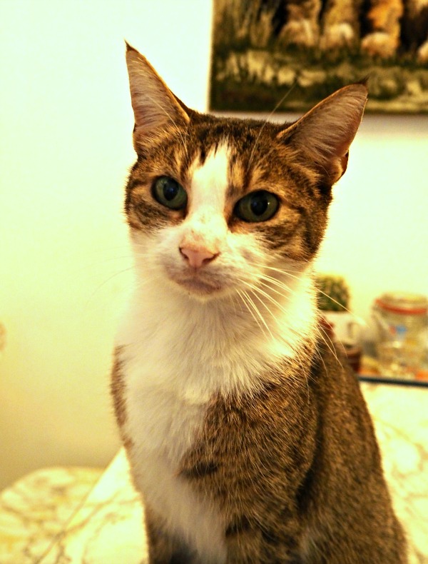 Cats from Amsterdam Traveling Cats Travel Pictures of