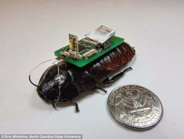 蟑螂變身地震救災利器 cyborg cockroaches